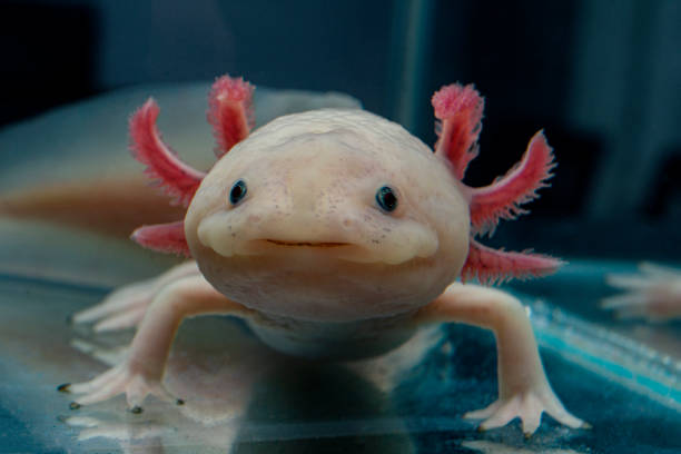 Aksolotl